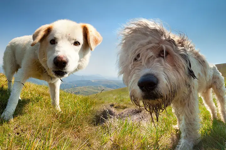 Hundeschule Einzeltraining Junghunde