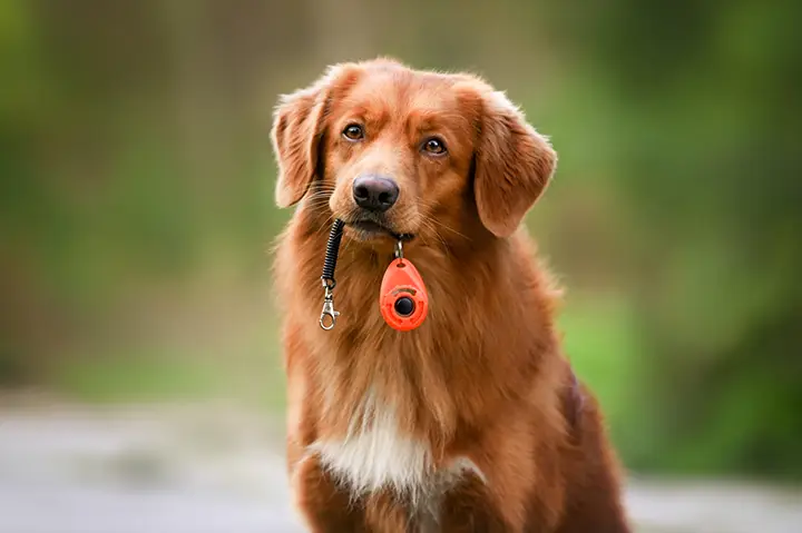 Hundeschule<br />
Einzeltraining Verhaltensberatung 