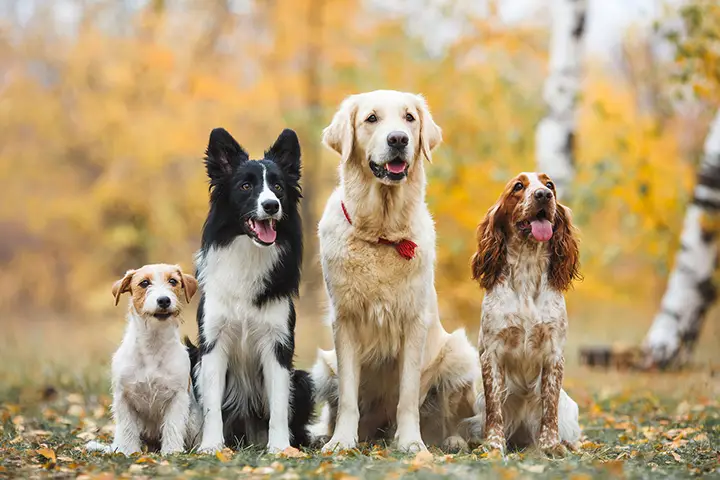 Hundeschule Gruppentraining Fortgeschrittene