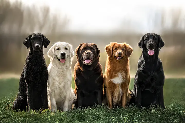 Hundeschule Gruppentraining Grundkurs