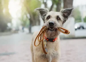 Hundeführeschein Hundeschule