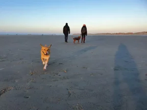 Hundeschule Strand
