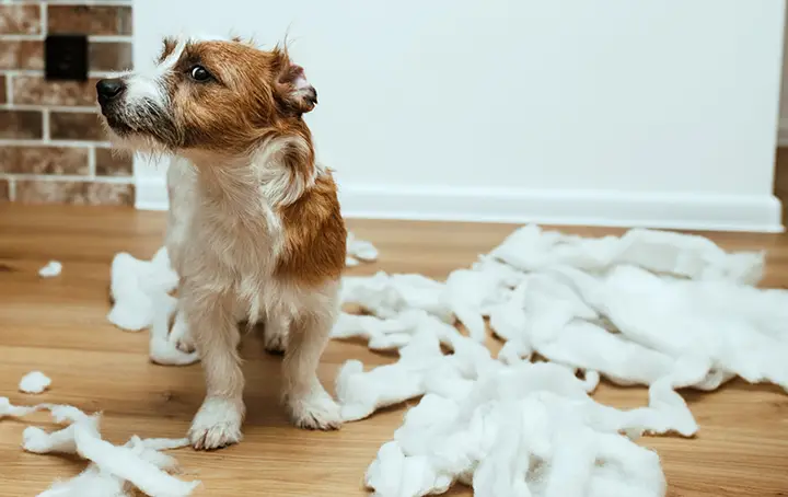 Verhaltensberatung Hundeschule