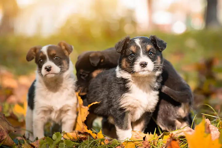 Hundeschule Welpengruppe